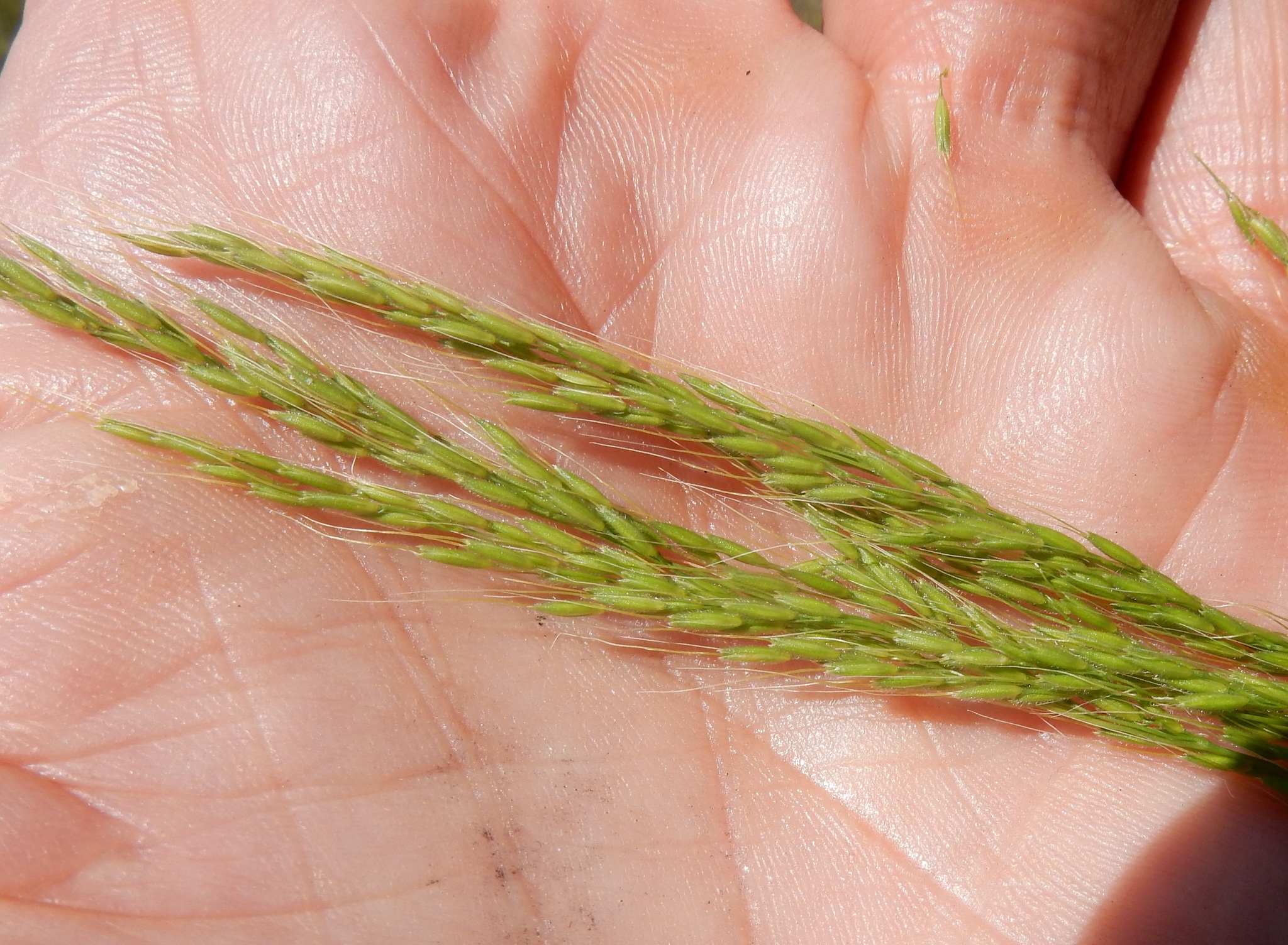 Limnodea