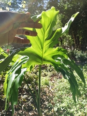 Thaumatophyllum bipinnatifidum