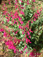 Penstemon pseudospectabilis
