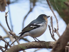 Fringilla coelebs palmae