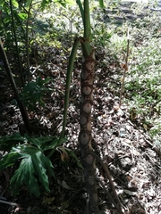 Thaumatophyllum bipinnatifidum
