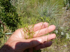 Spermolepis inermis