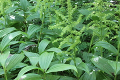 Veratrum viride viride