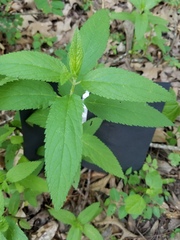 Teucrium canadense canadense