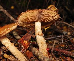 Cortinarius perfoetens
