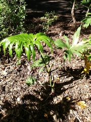 Thaumatophyllum bipinnatifidum