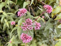 (c) Toby Y, some rights reserved (CC BY) Eupatorium shimadae, photograph (c) Toby Y, some rights reserved (CC BY)