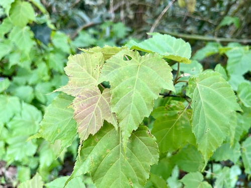 Acer caudatifolium (Acer caudatifolium)