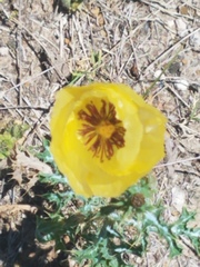Argemone aenea