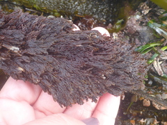 Microcladia borealis