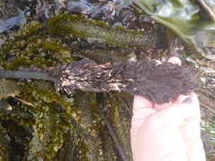 Microcladia borealis