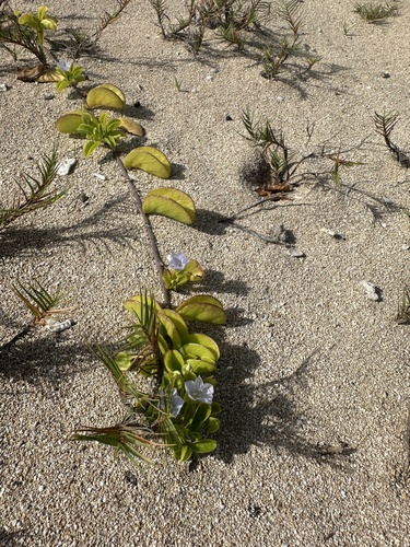 Jacquemontia sandwicensis observed 2024-03-26