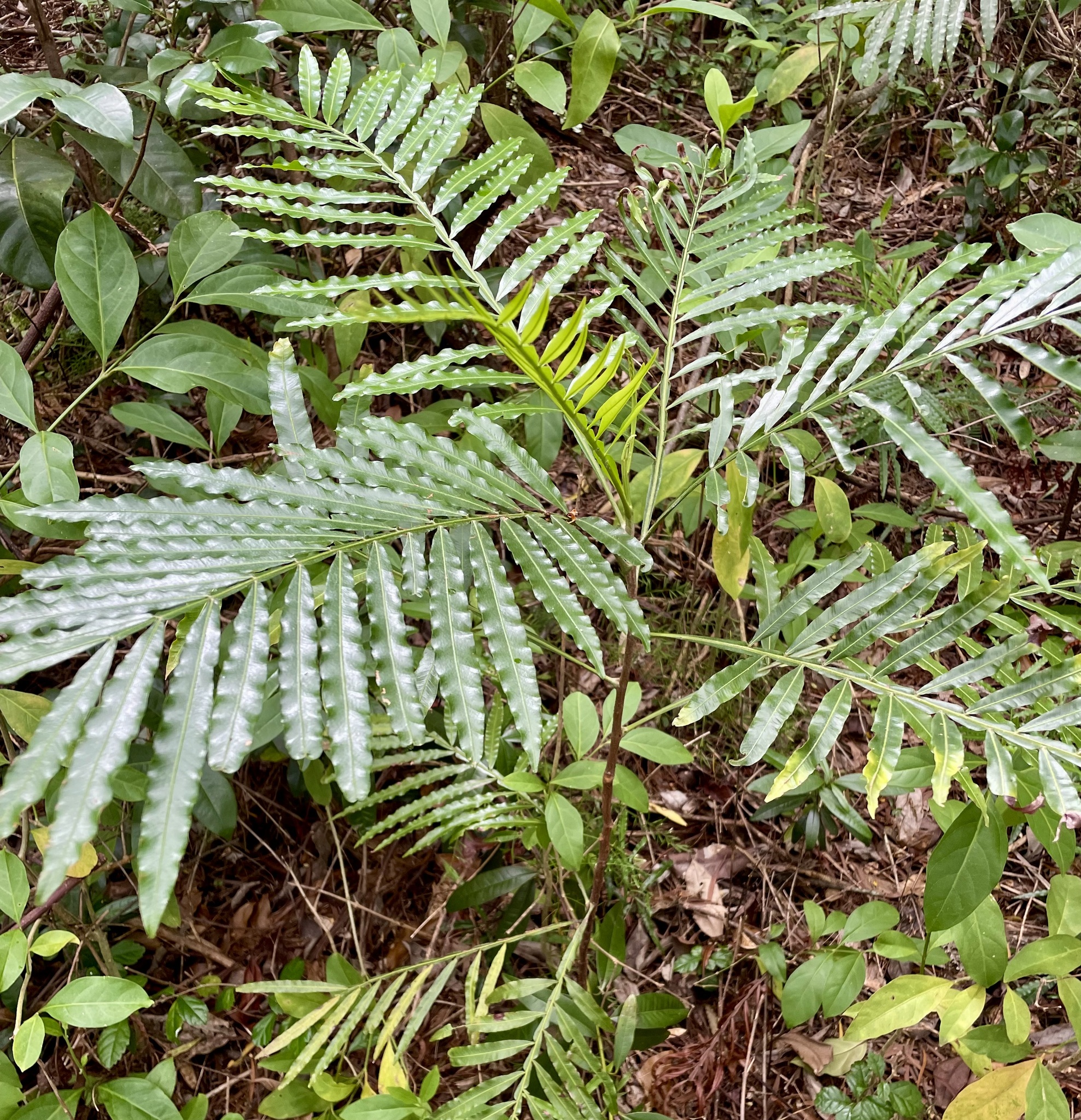 Imagem de Árvore-da-borracha