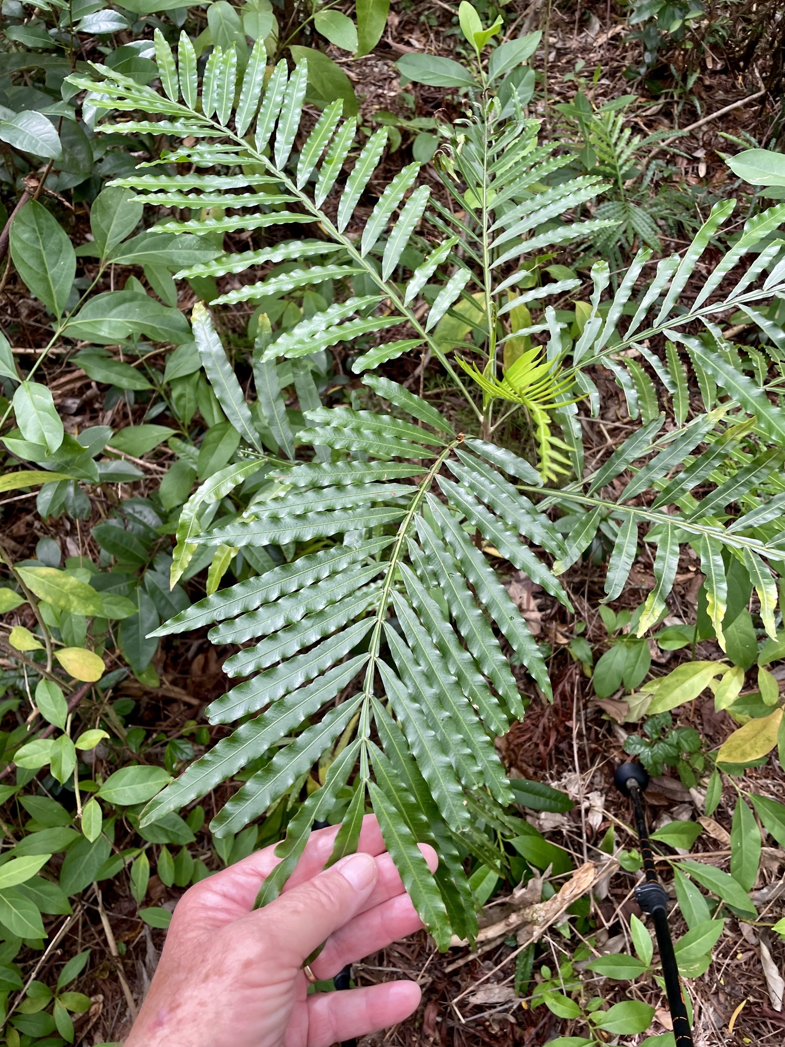 Imagem de Árvore-da-borracha