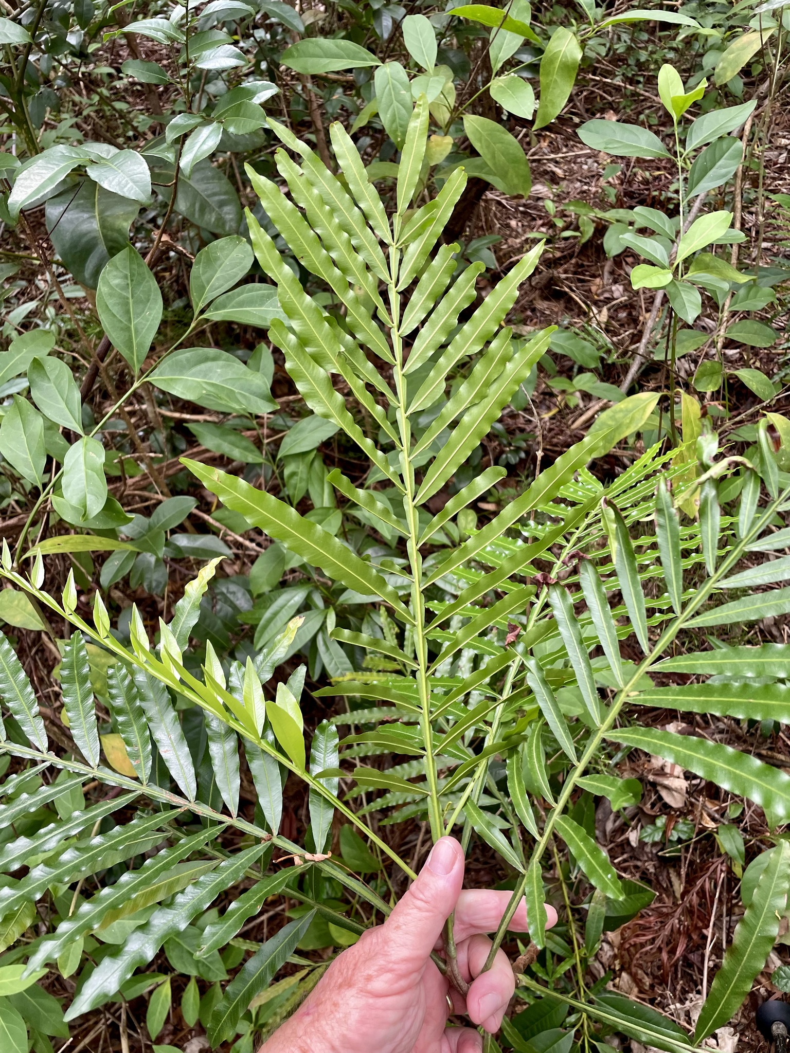 Imagem de Árvore-da-borracha