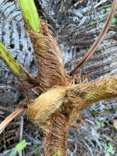 Sadleria cyatheoides observed 2024-03-27