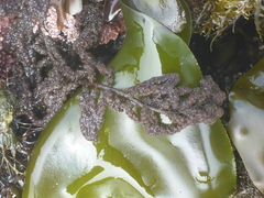 Callithamnion pikeanum