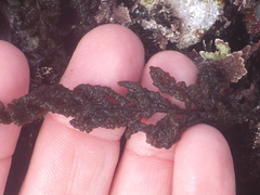 Callithamnion pikeanum