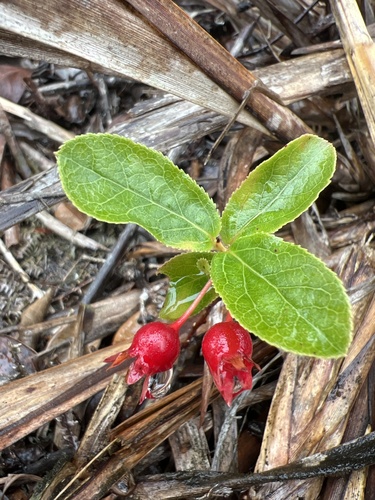 Vaccinium dentatum observed 2024-03-27