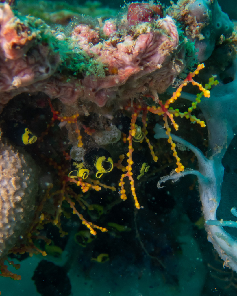 Social Tunicate
