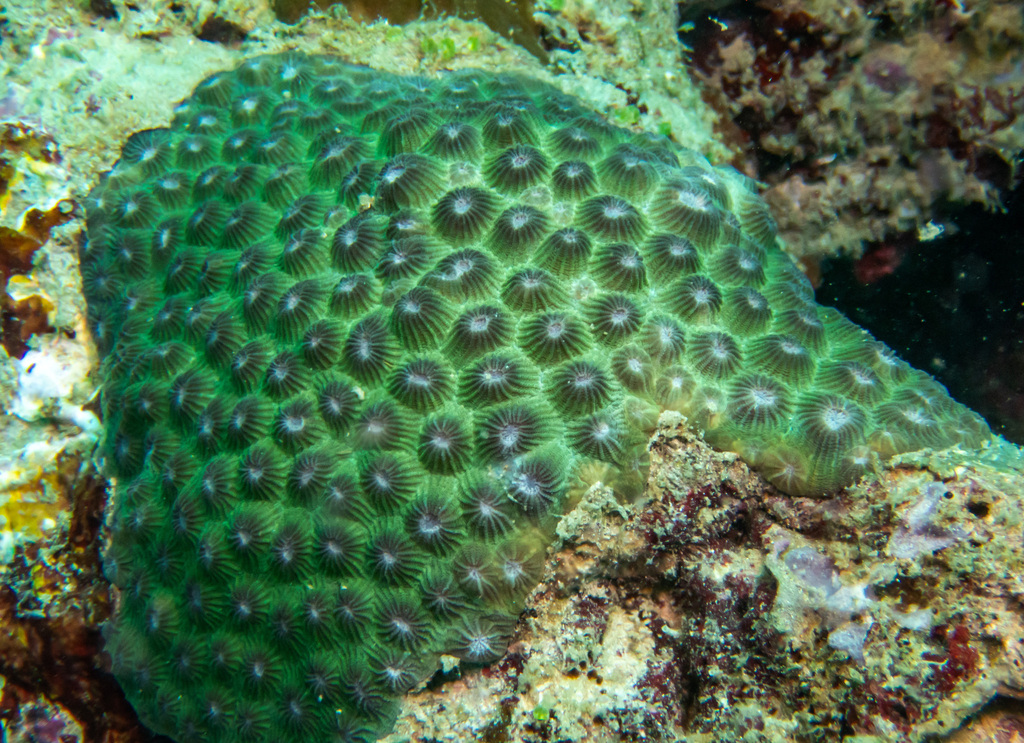 Diploastrea heliopora in March 2024 by portioid · iNaturalist