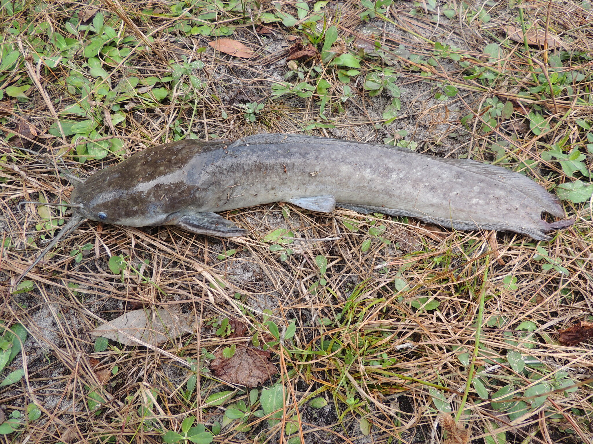 ปลาดุก, ปลาดุกด้าน, ปลาดุกน้ำจืด, aasia angersäga, albino walking fish, alimudan, ålmal, andeng, asiatisk vandrarmal, cá trèn trang, cá trê tráng, clarias catfish, climbing perch, freshwater catfish, froschwels, ikan lele, magur, walking catfish