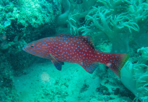 Highfin Coralgrouper (Plectropomus oligacanthus)