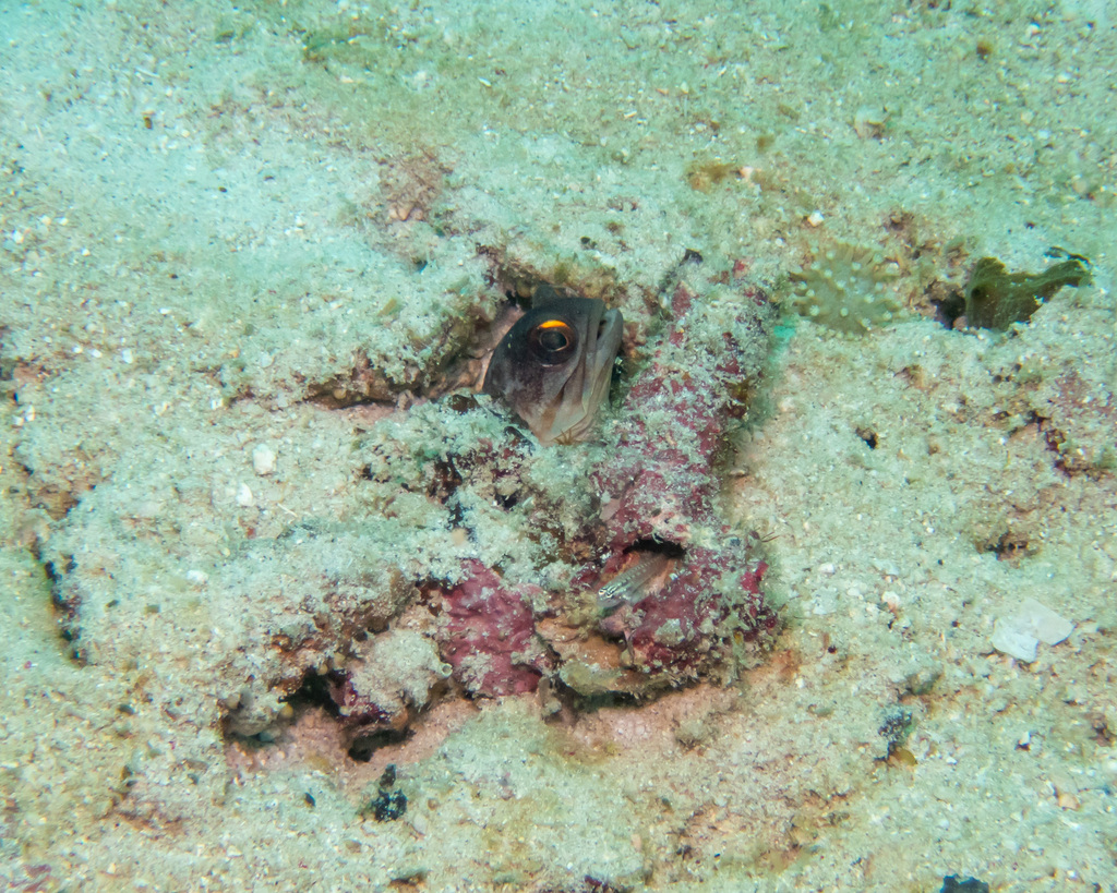 Black Cap Jawfish