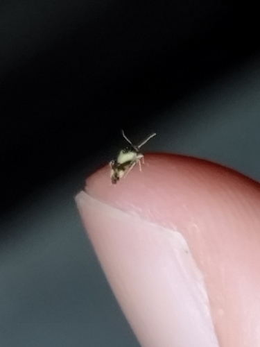 Decomioides, 2024-03-24