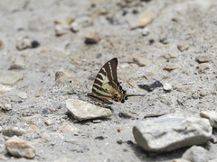 Graphium aristeus
