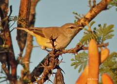 Eremomela icteropygialis