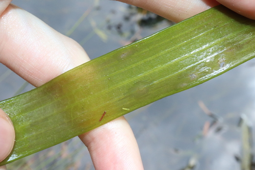Image of Vallisneria australis by (c) Thomas Mesaglio, some rights reserved (CC BY)