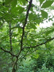 Crataegus opaca