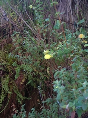 Calceolaria parvifolia