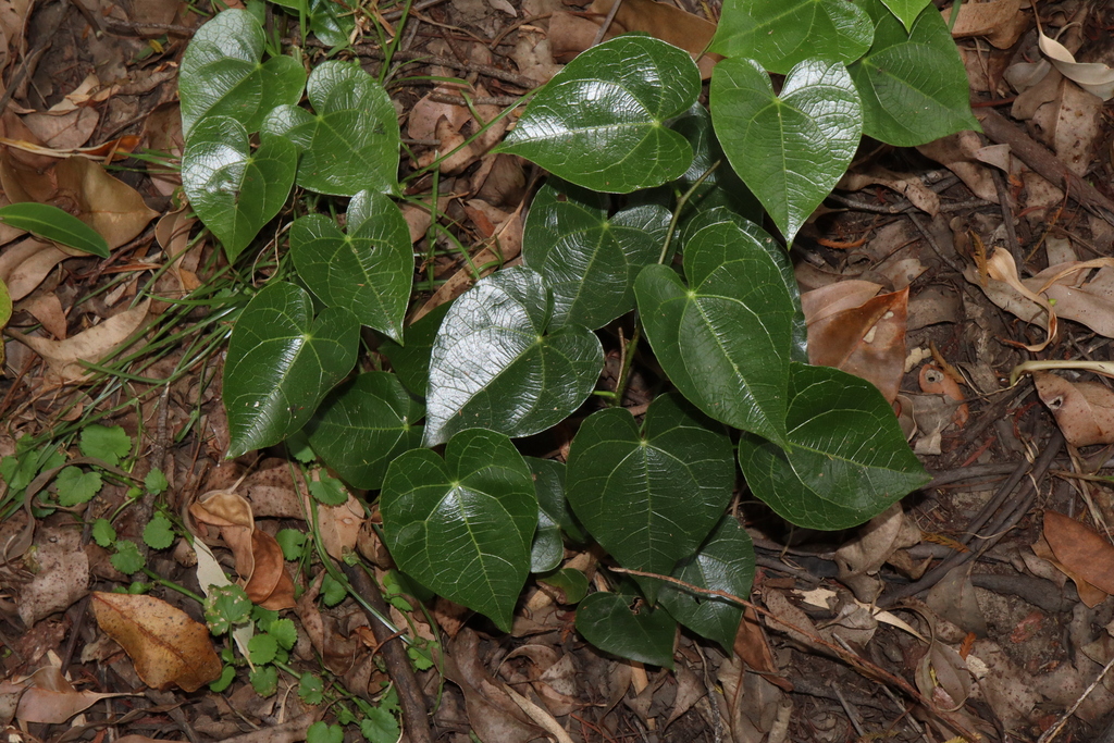 pearl vine from Audley NSW, Australia on March 28, 2024 at 12:46 PM by ...