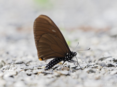 Papilio slateri