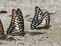 Graphium chironides