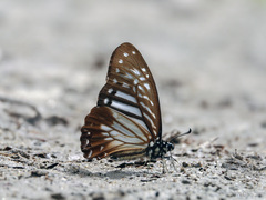Graphium macareus