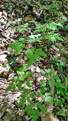 Osmorhiza longistylis