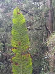 Microsorum membranaceum