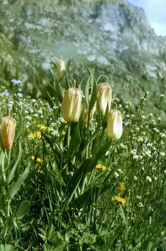 Sinkiang fritillaria (Fritillaria pallidiflora)
