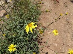 Helianthus gracilentus