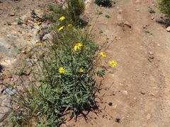 Helianthus gracilentus