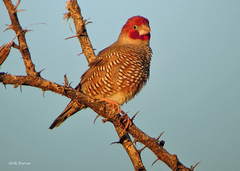 Amadina erythrocephala