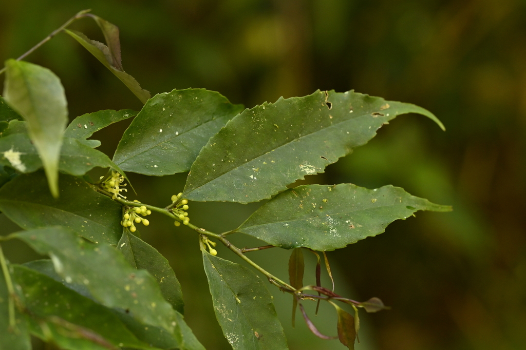 Ilex arisanensis (Ilex arisanensis)