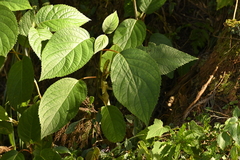 Hydrangea aspera, photograph (c) 曾昱承 Yu-Cheng Zeng, some rights reserved (CC BY)