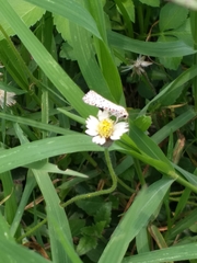 Utetheisa pulchelloides vaga