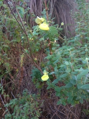 Calceolaria parvifolia