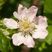 Rio Grande Dewberry - Photo (c) Aidan Campos, some rights reserved (CC BY-NC), uploaded by Aidan Campos
