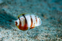 Black-Spot Tuskfish photo 1